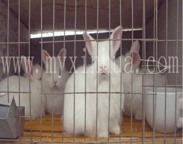 如何更有效快速的提高长毛兔兔毛产量？