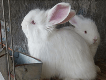 纯种安哥拉兔的特征及辨认方法？