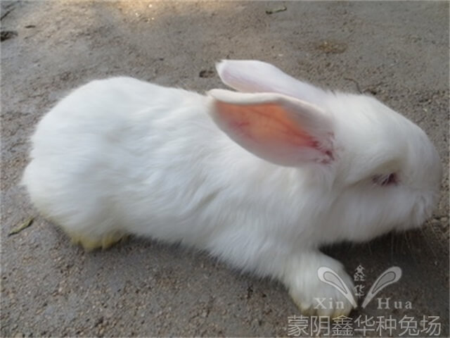 安哥拉兔兔毛
