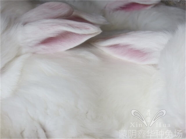 如何提升巨型安哥拉兔母兔的受孕率？