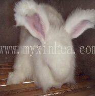 长毛兔讲解獭兔消化生理的特异性