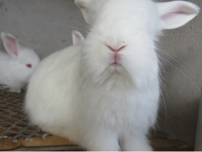 兔子一般分为哪些习性？
