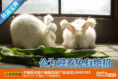 cctv7科技苑视频:长毛兔养殖,公为迎养兔有绝招