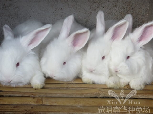 新手养兔子需要注意的问题