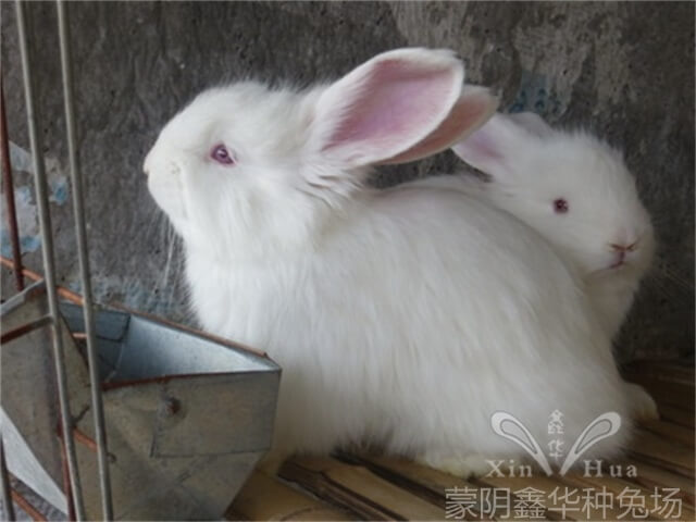 养殖长毛兔有哪些需要注意的关键要点？