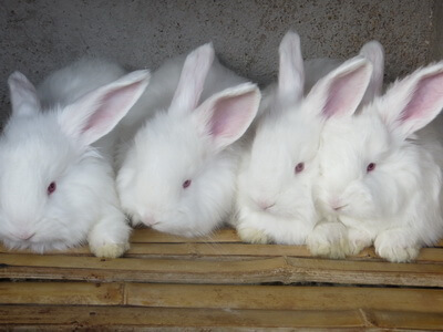 从兔粪便状态判断兔子的健康状况