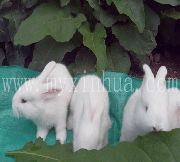 长毛兔催毛的6种方法