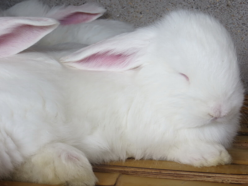 应对仔兔睡眠期的八条有效措施