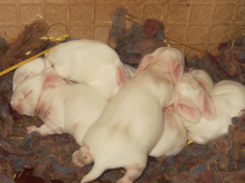 种公兔饲养管理的好坏直接营养兔群质量