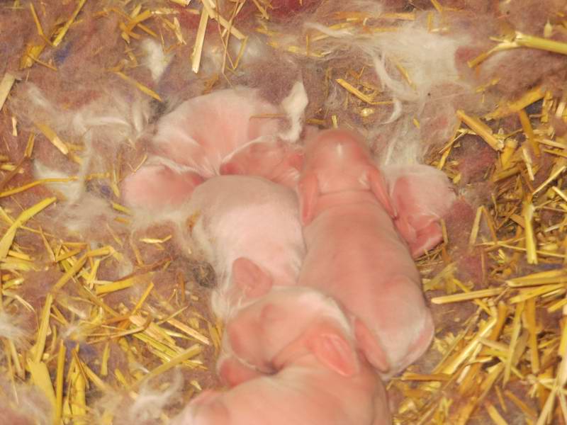 长毛兔母兔哺乳期该注意的要点