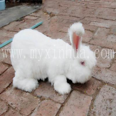 增加长毛兔兔毛产量的技巧有哪些？