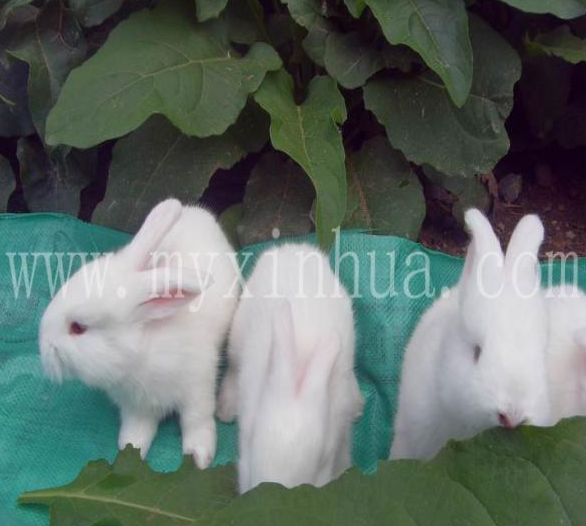 春夏两季长毛兔的配种繁殖注意事项