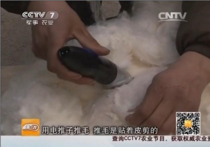 鑫华种兔场上榜CCTV-7《聚焦三农》