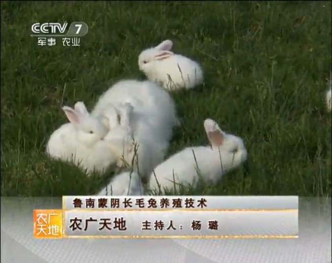 长毛兔常见的四种不同养殖法